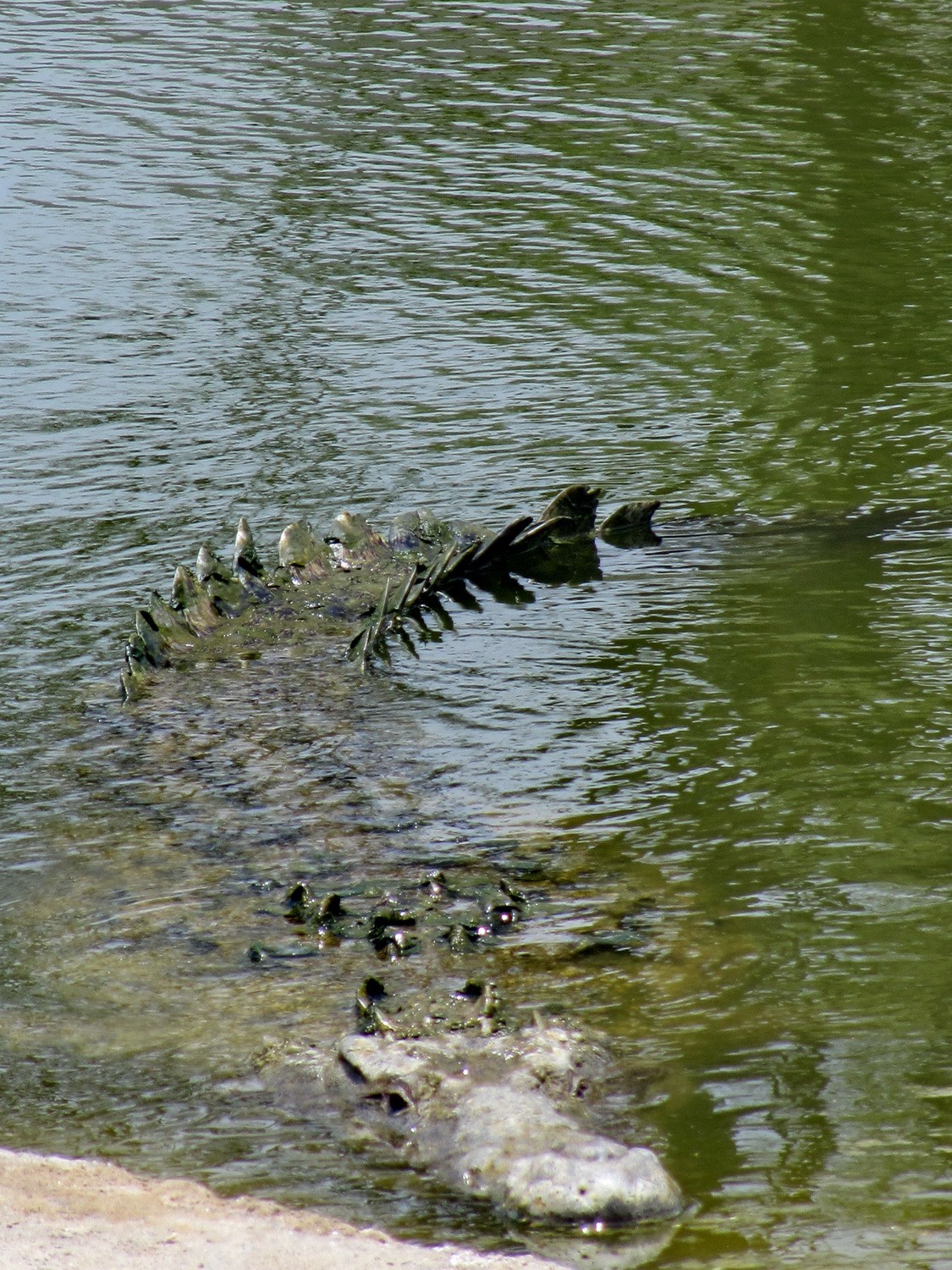 Huge crocodile in the breeding farm of Puerto Pizarro